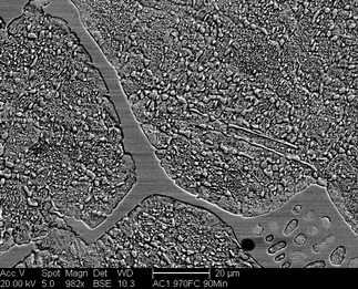 /static/micrographs/micrograph1164.png