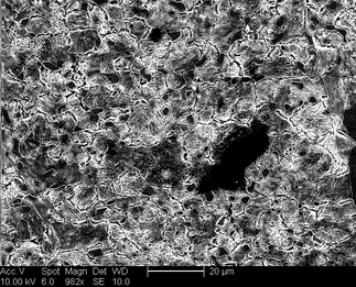/static/micrographs/micrograph12.png