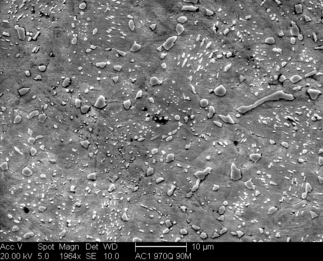 /static/micrographs/micrograph1389.png