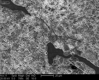 /static/micrographs/micrograph15.png
