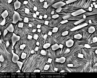 /static/micrographs/micrograph193.png