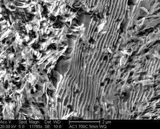 /static/micrographs/micrograph59.png