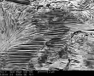 /static/micrographs/micrograph784.png